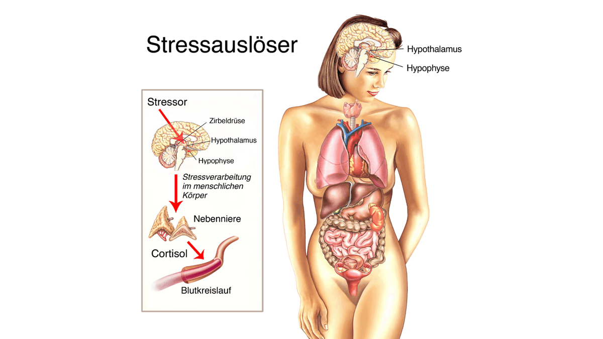 250929 Bpmp De Adv Cortisol V001 Phw3